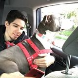 Animals Love me So Will You! Dog walking, training, and sitting.