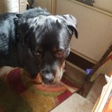 Interested In Everett Dog Sitter Opportunity