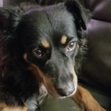 Looking for regular apartment housekeeper, must be okay with dogs