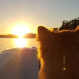 Loving Animal Caregiver with years of experience