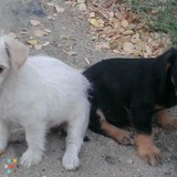 Homeless Rescued Pets need your House Cleaning Business