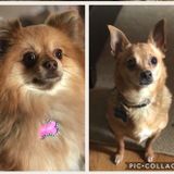 Experienced Pet Lover and Business Owner