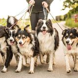 Oakville Pet Care Provider Interviewing For Job Opportunities in Ontario