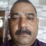 Indian Chinese cock