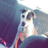 Available: Professional Pet Care Provider in Thornton