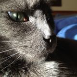 Needed: a Reliable sitter for 1 chatty kitty in Somerville, Massachusetts