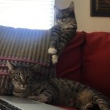 Hoping to Connect with Richmond, California Cat Sitter