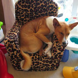 Experienced Pet and House Sitter
