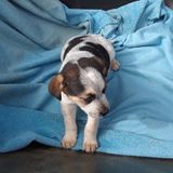 Springfield Dog Sitting Available For Work in Missouri