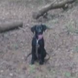 Available: Honest Animal Lover in Jacksonville