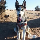 Hardworking Pet Trainer in Corona, California