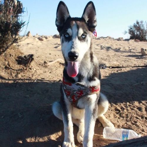 Pet Care Provider Jocelyn C's Profile Picture