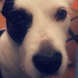 Safe boarding or dog walking for your family member . along with other services!