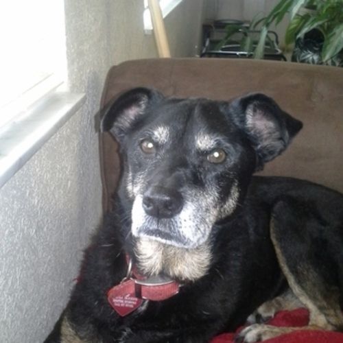 Pet Care Provider Melissa P's Profile Picture