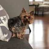 Sandusky/Huron OH, Semi-Regular House/Pet Sitter Wanted + Occasional School Dropoff/Pickup & light Nanny Services for 12 YO.