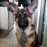 I have lots of experience with dogs (especially mid-Large Breeds). I would love to take care of your furry baby!