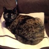 Pet sitter needed for 1 adult cat