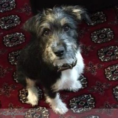 Pet Care Job Jesse McClure's Profile Picture