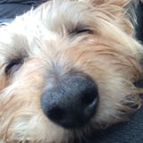 Capable Pet Sitter in Georgetown
