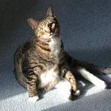 Caring Pet Sitter in Lititz