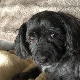 I love all animals! Looking to be Hired in the Halton area.
