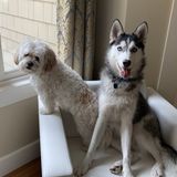 Hi there! We are looking for a Nanny and dog walker in West Vancouver, British Columbia. Near Park Royal shopping center and