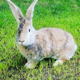 Need occasional bunny sitter