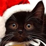 Flexible Petsitter in Calgary