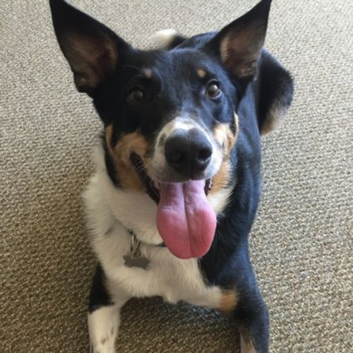 Pet Care Job Amanda Scholar's Profile Picture