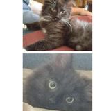 Searching for a Flexible Cat Sitter in September