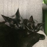 Hardworking Petsitter