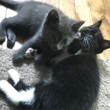 Available For Pet Sitting and Dog Walking Jobs anywhere in Delaware County, Pennsylvania