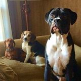 Searching for a Pet Care Provider Job in Warwick
