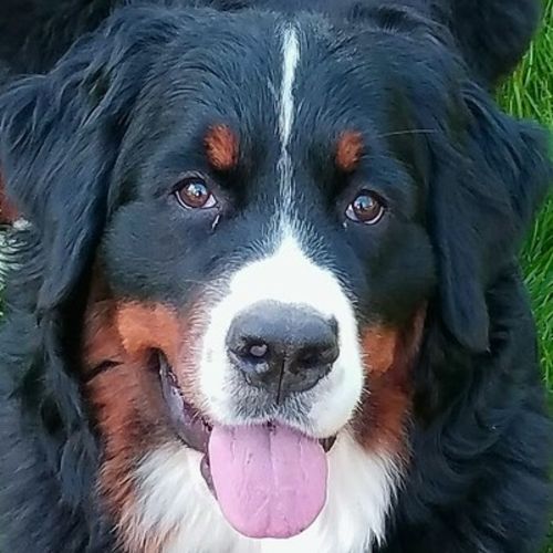 Pet Care Provider Heidi S's Profile Picture