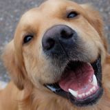 my names Anita, im 13 years old, Seeking Mississauga Pet walking jobs.