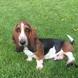 Sitter needed for two lovable dogs and our daughter afterschool