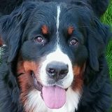 Veterinary Technician to pet sit
