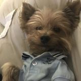 Trustworthy Dog Sitting Professional for Hire