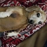 Looking for a Pet Sitter for a senior dog. Must be trustworthy and love animals.