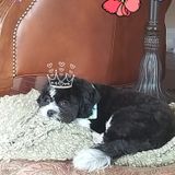 Available: Wonderful Pet Service Provider in Newark, New Jersey