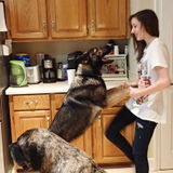 Travel with Peace of Mind - Will Walk Pets