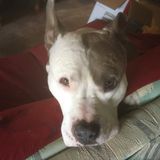 Navarre Dog Sitting Professional Searching for Work in Florida