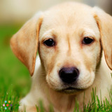 I am a Reliable and Dependable DOG WALKER