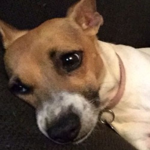 Pet Care Provider Charles B's Profile Picture