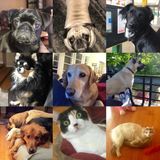 Pine Bluff, Arkansas Dog Sitting Professional Job