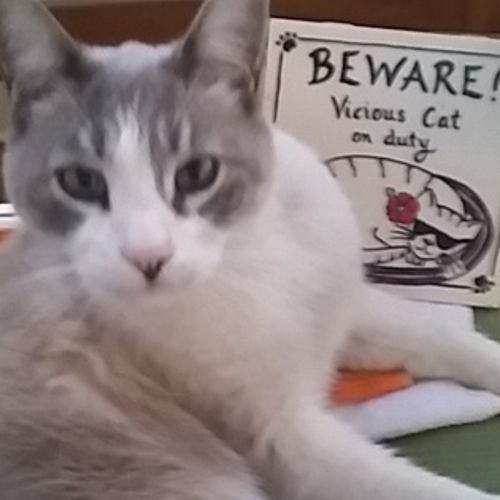 Pet Care Provider Lou Ann (LuLu) F's Profile Picture