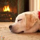Pet & house sitting by a caring dog trainer