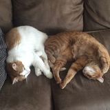 Fargo Animal Caregiver Interviewing For Job Opportunities in North Dakota