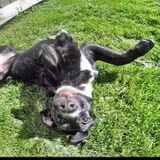 Friendly and Unique Pet Sitter at Your Pet and Home Service!