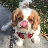 2 hour Dog walking/Socializing and play (Group) AND/OR (Singular) Dog walking, sitting or training, by appointment